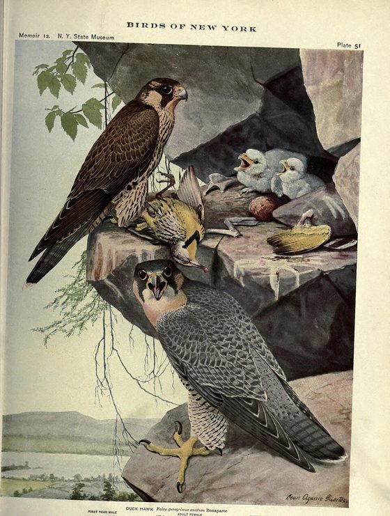Colour plate of the peregrine falcon, Falco peregrinus